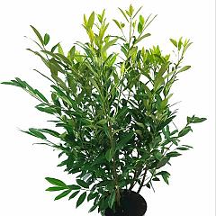 Prunus l. 'Herbergii'