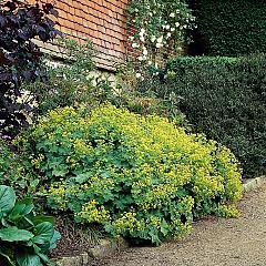 Alchemilla mollis
