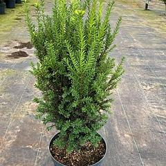 Taxus media 'Hillii'