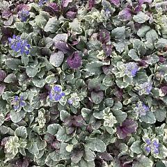 Ajuga reptans 'Burgundy Glow'