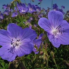 Geranium 'Johnson's Blue'