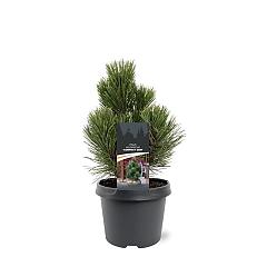 Pinus heldreichii 'Compact Gem'