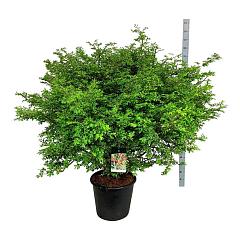 Euonymus alatus
