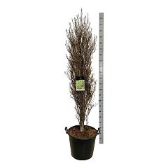 Frangula alnus Fine Line