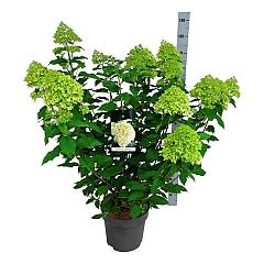 Hydrangea pan. 'Limelight'