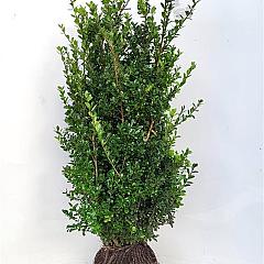 Ilex crenata 'Caroline Upright'