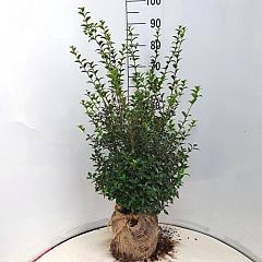 Osmanthus burkwoodii