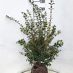 Osmanthus burkwoodii