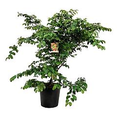 Parrotia persica