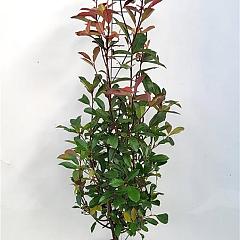 Photinia fraseri 'Red Robin'