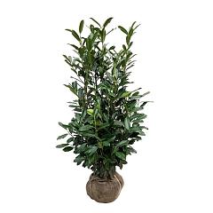 Prunus l. 'Elly'