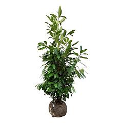 Prunus l. 'Greenmantle'