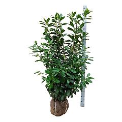 Prunus l. 'Novita'