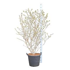 Viburnum carlcephalum