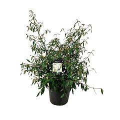 Viburnum 'Pragense'
