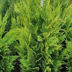 Chamaecyparis l. 'Ivonne'