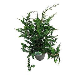 Chamaecyparis o. 'Teddy Bear'
