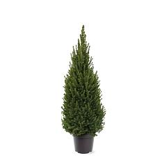 Picea glauca 'Perfecta'