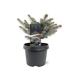Picea pungens 'Glauca Globosa'