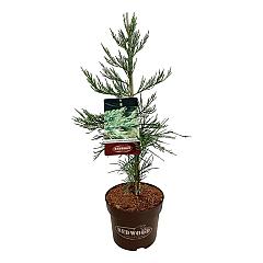 Sequoiadendron g. 'Healty Mammoth One"