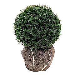 Taxus baccata