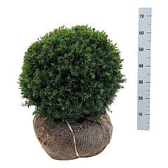 Taxus media 'Groenland'