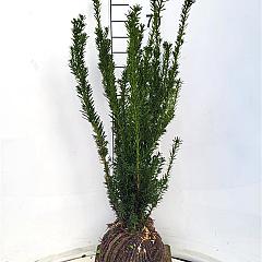 Taxus media 'Hillii'
