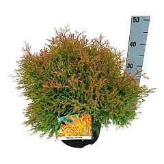 Thuja occ. 'Fire Chief'