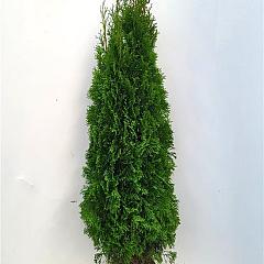 Thuja occ. 'Smaragd'