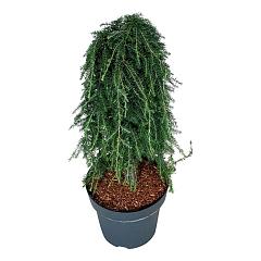 Tsuga heterophylla 'Thorsen's Weeping'
