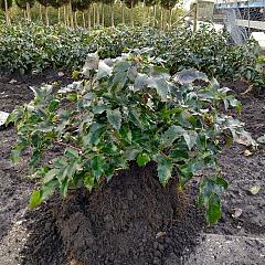 Mahonia aq. 'Apollo'