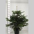 Abies nordmanniana