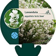 Lavandula ang. 'Arctic Snow'