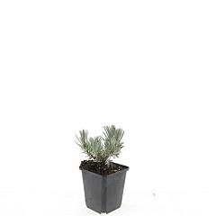 Lavandula ang. 'Arctic Snow'