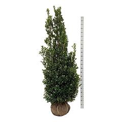 Ilex meserv. 'Heckenstar'