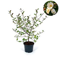 Magnolia laevifollia 'Fairy Honey Velvet'(PBR)
