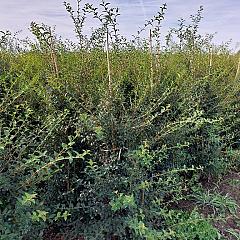 Osmanthus burkwoodii