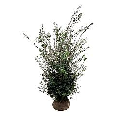 Osmanthus burkwoodii