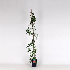 Parthenocissus tr. 'Veitch.Robusta'