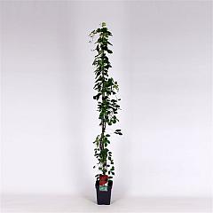 Parthenocissus tr. 'Veitchii'