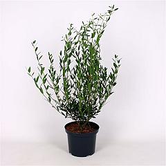 Phillyrea angustifolia