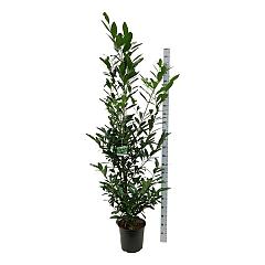 Prunus l. 'Caucasica'