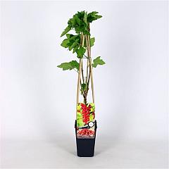 Ribes rubrum