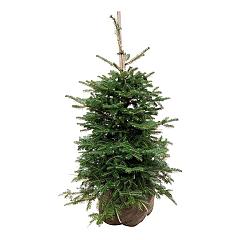 Abies koreana