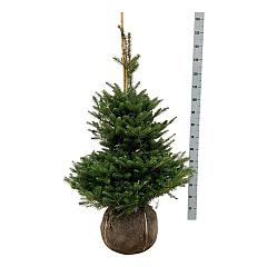 Abies koreana