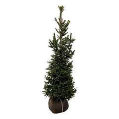 Picea abies 'Will's Zwerg'