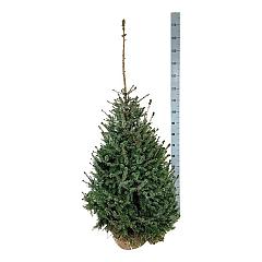 Picea omorika