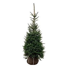 Picea omorika