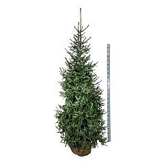 Picea omorika