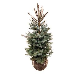 Picea pungens 'Edith'